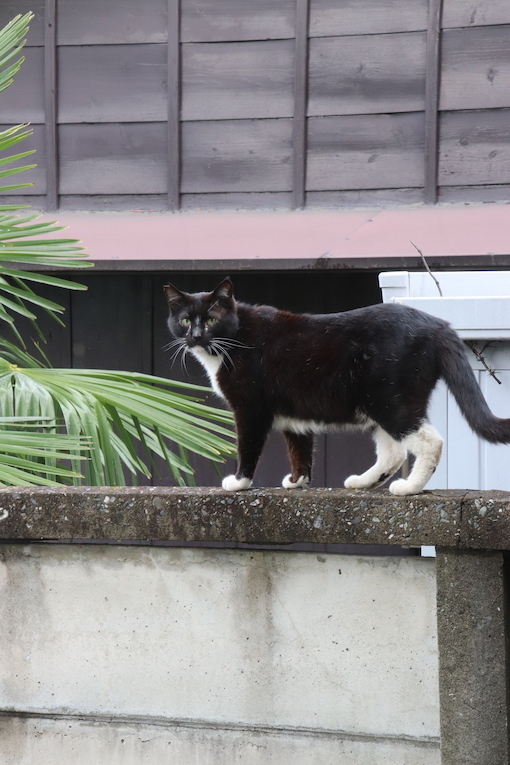 IMG_5781のコピー.JPG